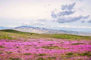 Hills of wildflowers-0657